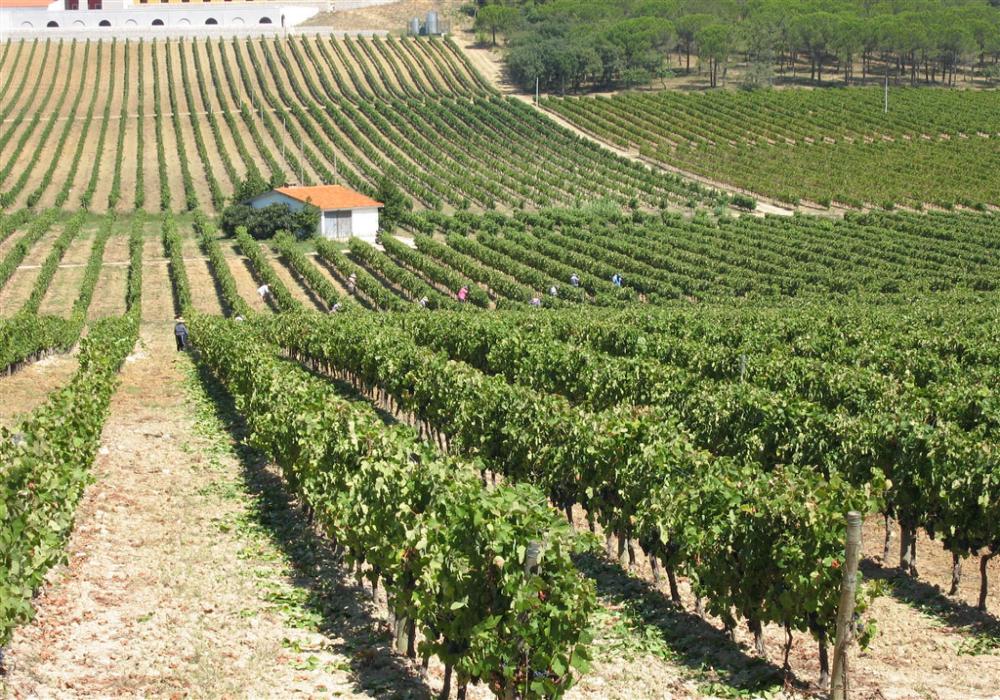 Vinho da Bairrada