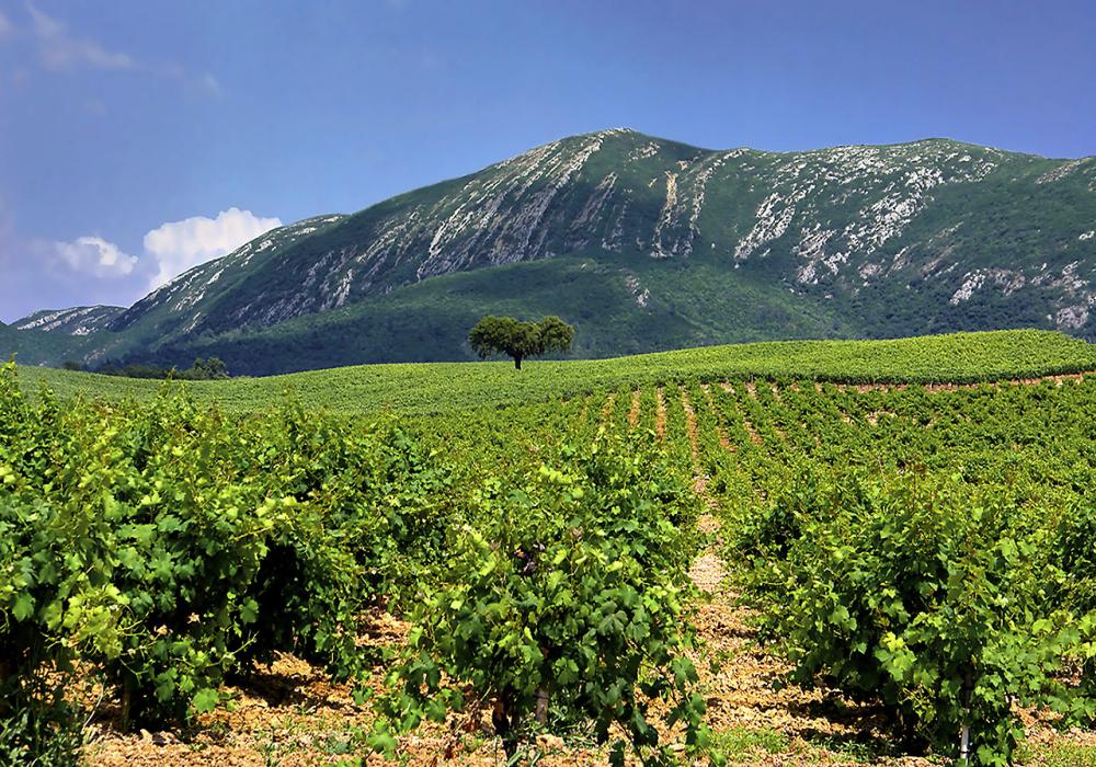 Vinho de Setubal