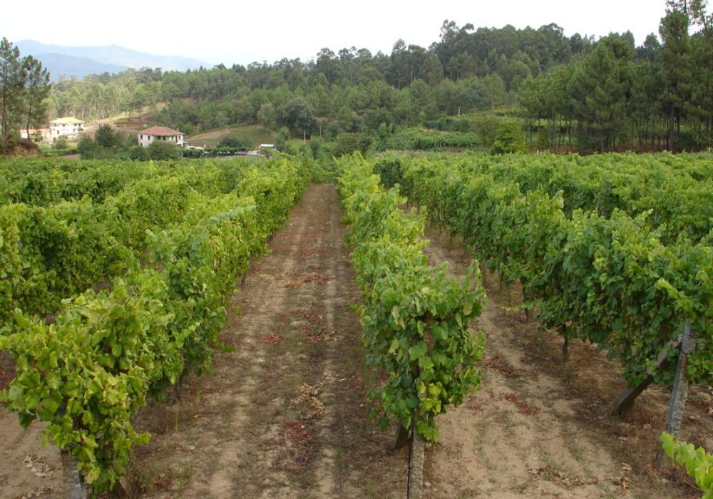 Vinhos Verdes